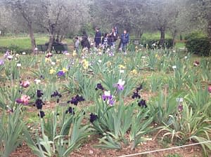The Garden of Iris, Florence