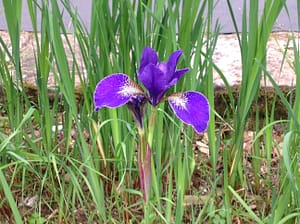 Botanists from every if the world come to Florence for the Iris Competition.